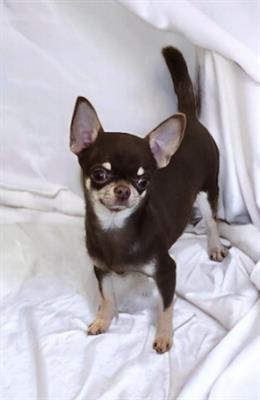 Foto Chihuahua maschio cioccolato