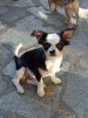 Foto Chihuahua maschio con pedigree Enci