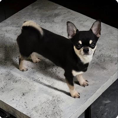 Foto Chihuahua maschio tricolore