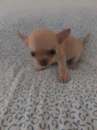 Foto Chihuahua mini toy