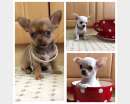 Foto Chihuahua mini toy cuccioli