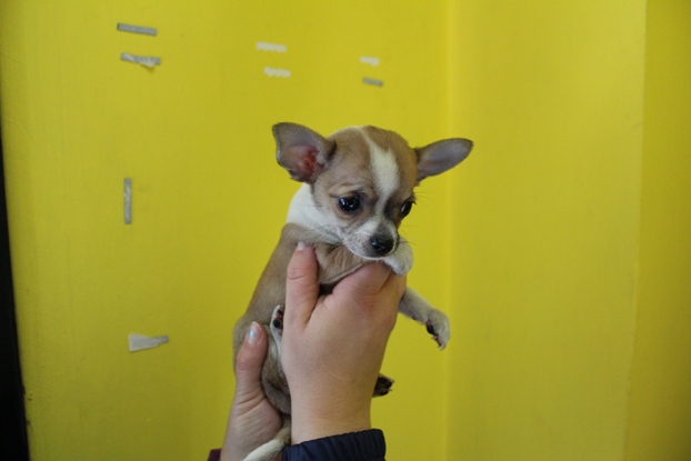 Foto Chihuahua Mini Toy Maschio Anche in 12 Rate