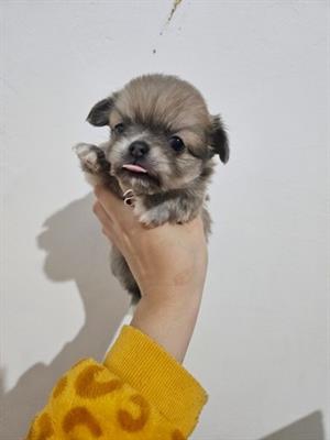 Foto Chihuahua pelo lungo