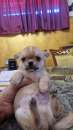 Foto chihuahua pelo lungo toy