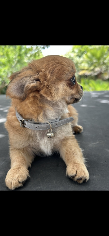 Foto Chihuahua toy