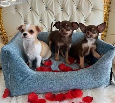 Foto Chihuahua toy cuccioli 