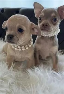 Foto Chihuahua toy cuccioli.