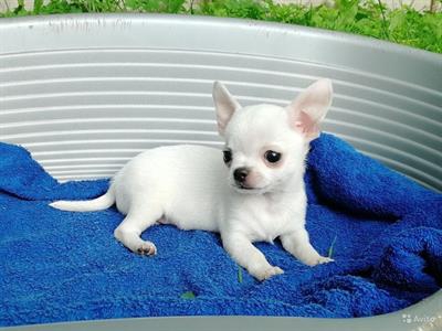 Foto Chihuahua toy cuccioli
