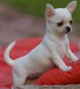 Foto Chihuahua toy cuccioli bianchi -  50%