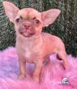 Foto Chihuahua toy cuccioli color biscotto