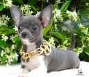 Foto Chihuahua toy cuccioli da 70 euro al mese