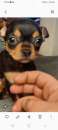 Foto Chihuahua toy cuccioli incrocio