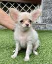 Foto Chihuahua toy cuccioli pelo lungo crema  -  50%