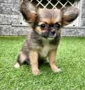 Foto Chihuahua toy cuccioli pelo lungo fulvo carbonato  -  50%