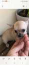 Foto Chihuahua toy  Nudi x persone Allergiche