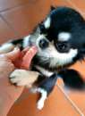 Foto Chihuahua toy Pedigree ENCI