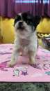 Foto chihuahua toy pelo lungo