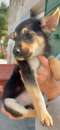 Foto Chinotto futura taglia piccola; data di nascita presunta 24-02-23