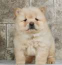 Foto Chow Chow maschio/femmina