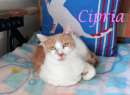 Foto CIPRIA, dolce gatta in adozione !
