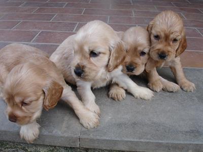 Foto Cocker Spaniel cuccioli