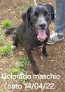 Foto Colorado taglia medio piccola 13 kg