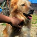 Foto CREMINO: CANE IN ADOZIONE