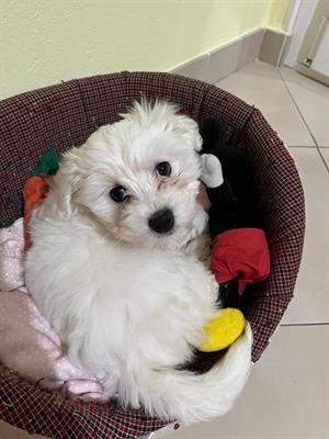 Foto Cucciola Cane Maltese