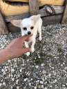 Foto Cucciola Chihuahua pelo lungo
