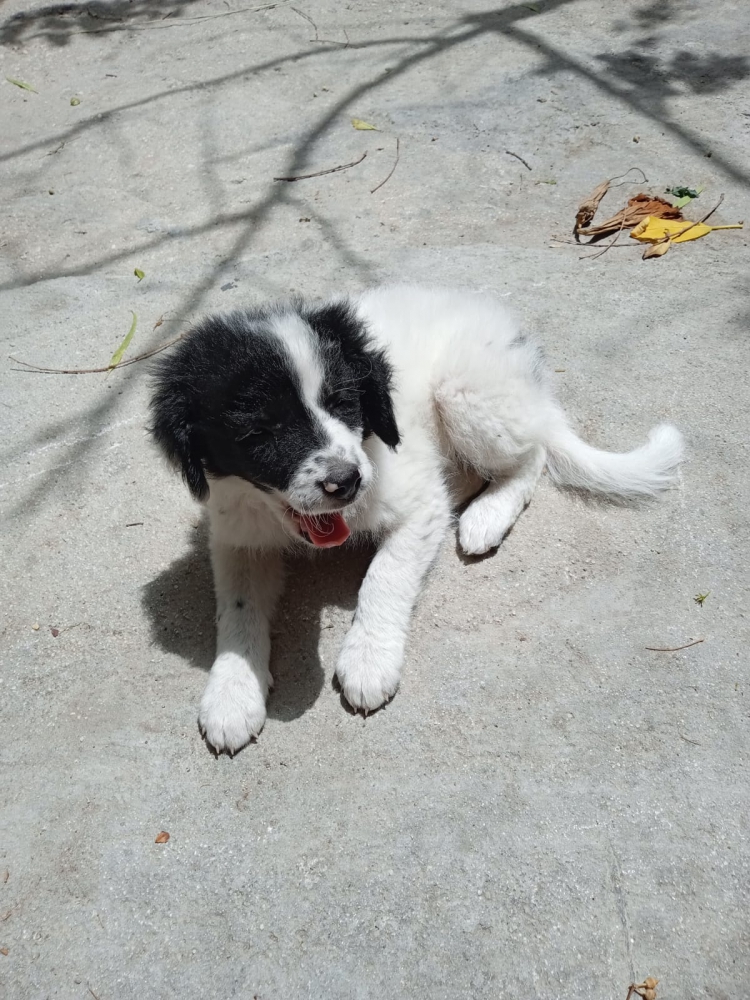 Foto Cucciola di cane meticcia di due mesi