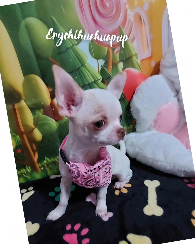 Foto Cucciola di chihuahua con pedigree ENCI 