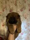 Foto Cucciola di Chow Chow