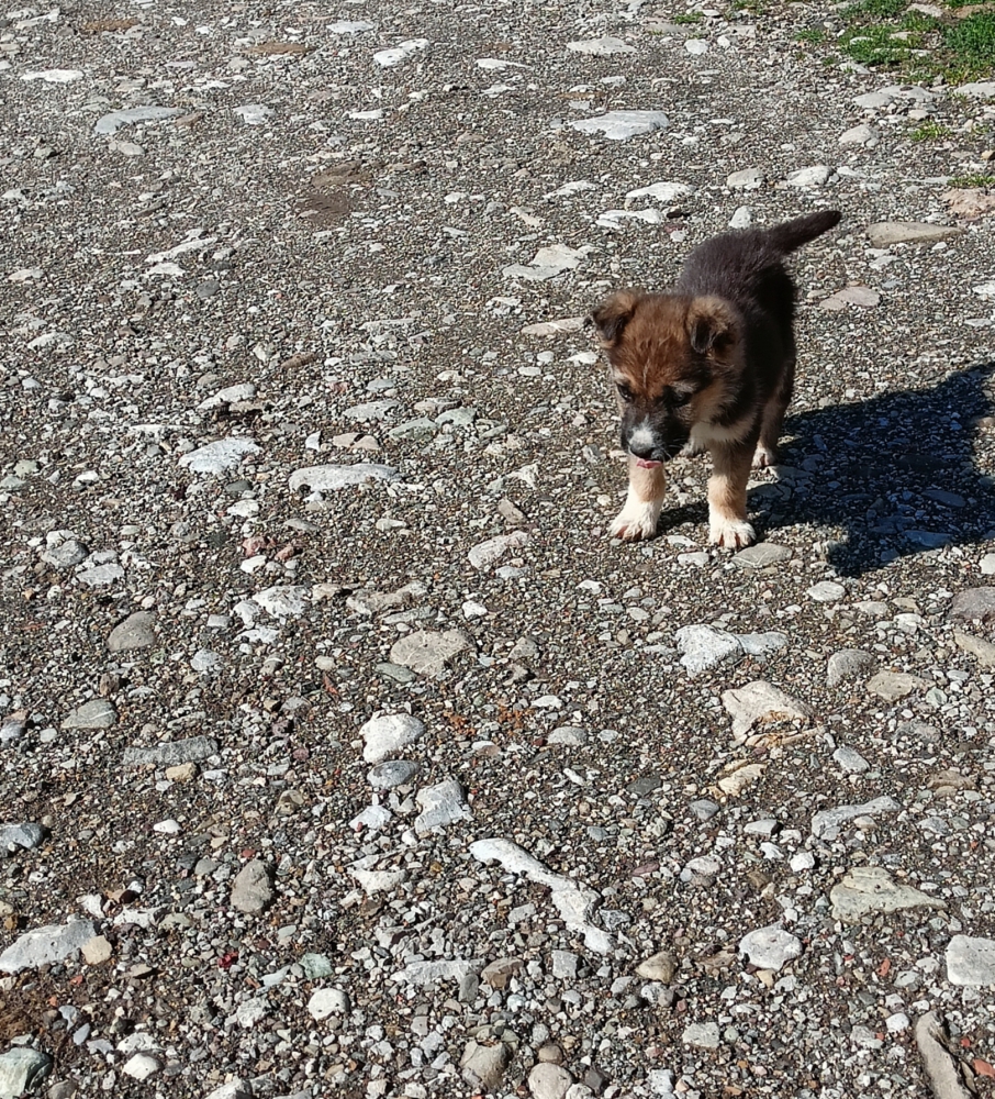 Foto Cucciola futura taglia medio-piccola 