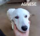 Foto CUCCIOLA IN ADOZIONE AGNESE