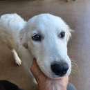 Foto CUCCIOLA IN ADOZIONE AGNESE
