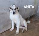 Foto cucciola in adozione Anita