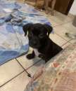 Foto Cucciola pitbull