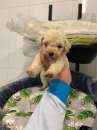 Foto Cucciolata albicocca di barboncino toy