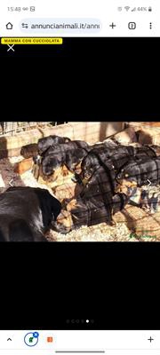 Foto Cucciolata meravigliosa di 8 rottweiler con pedigree ENCI