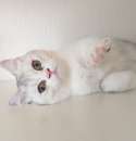 Foto Cucciole British Shorthair