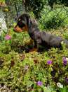 Foto Cucciole di Bassotto Nano
