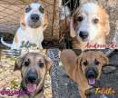 Foto Cucciole fantastiche cercano famiglie