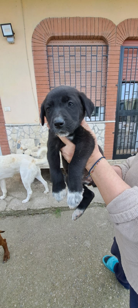 Foto Cucciole meticcie
