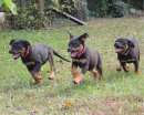 Foto Cucciole Rottweiler con pedigree
