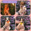 Foto Cucciole taglia piccola cercano