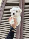 Foto Cuccioletto di maltese toy vaccinato subito pronto con microchip