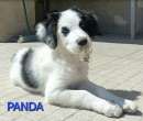 Foto Cuccioli 2 mesi taglia media