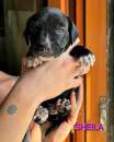 Foto Cuccioli 2 mesi taglia media piccola