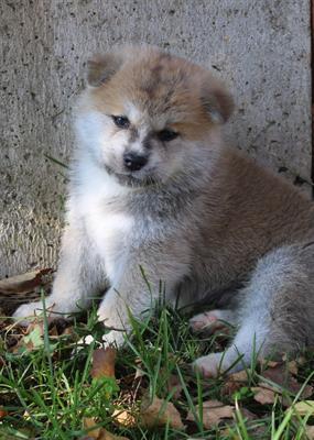 Foto Cuccioli Akita Inu Pedigree ENCI