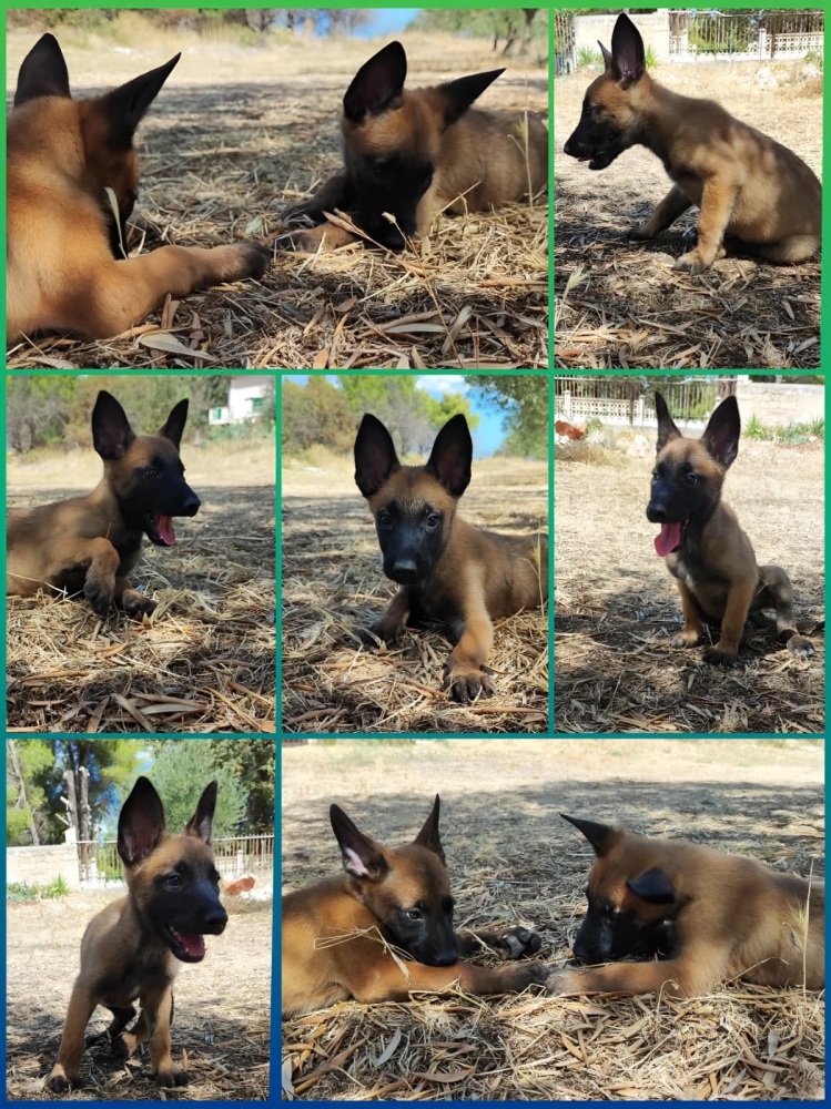 Foto Cuccioli Allevamento Pastore Belga Malinois in Calabria Cosenza Catanzaro Crotone Reggio Calabria